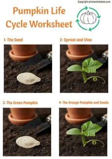 Science Worksheets Worksheet - Pumpkin Life Cycle Worksheet – Free Printable for Preschool & Kindergarten | Free Printable