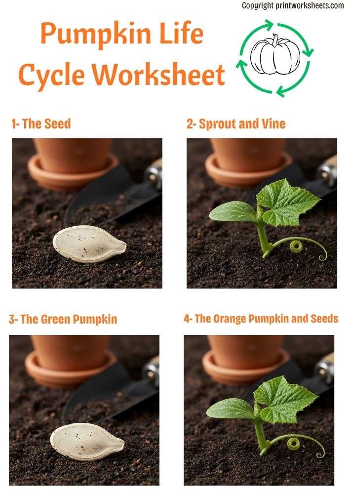 Download Pumpkin Life Cycle Worksheet – Free Printable for Preschool & Kindergarten - Free Halloween Worksheets Worksheet Halloween Worksheets Worksheet - Pumpkin Life Cycle Worksheet – Free Printable for Preschool & Kindergarten | Free Printable