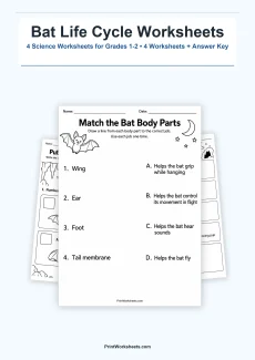 Life Science Worksheet - Bat Life Cycle and Anatomy Worksheets for 1st & 2nd Grade | Free Printable