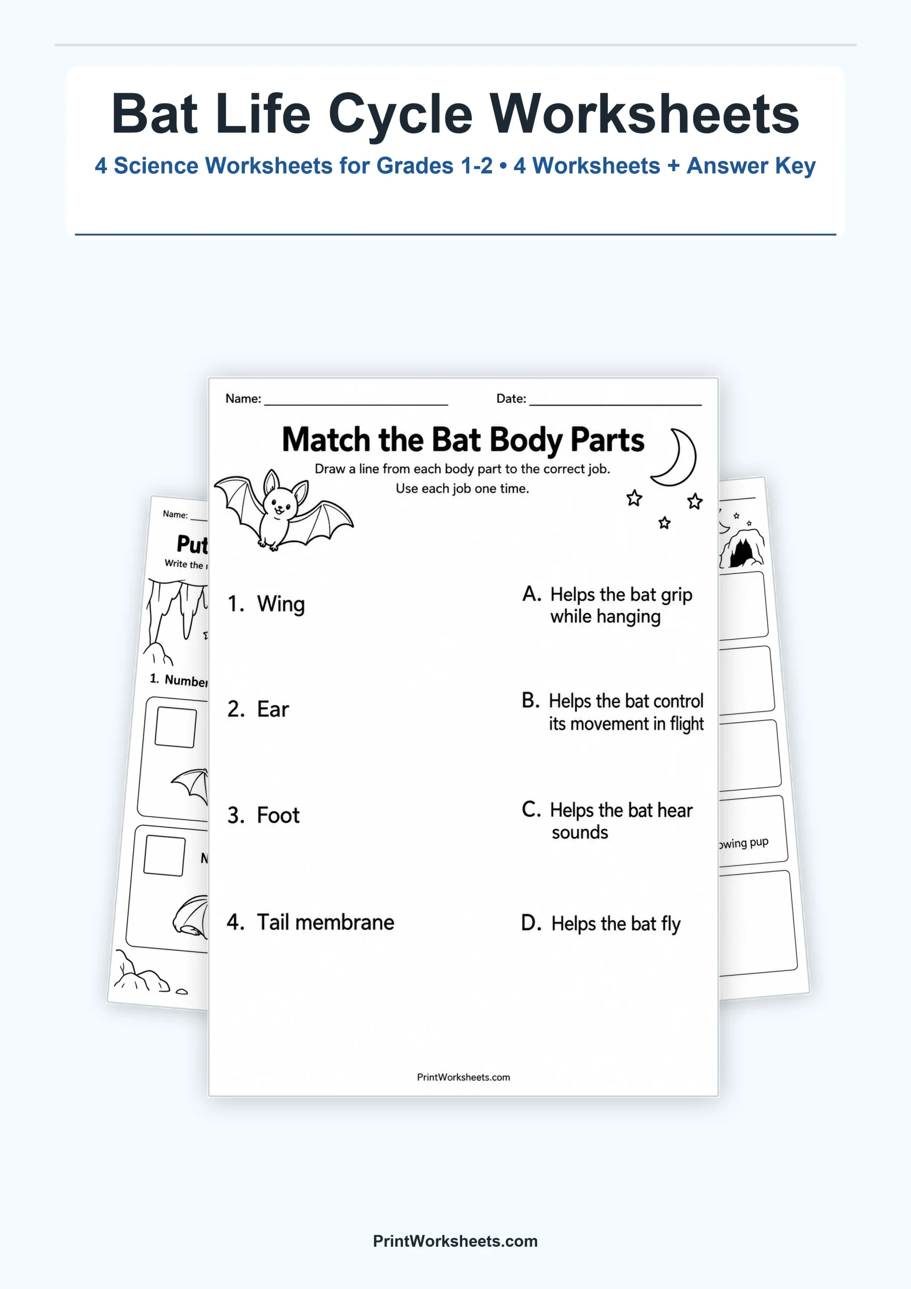 Life Science Worksheet - Bat Life Cycle and Anatomy Worksheets for 1st & 2nd Grade | Free Printable