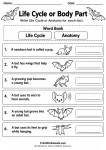 Life Cycle or Body Part printable worksheet