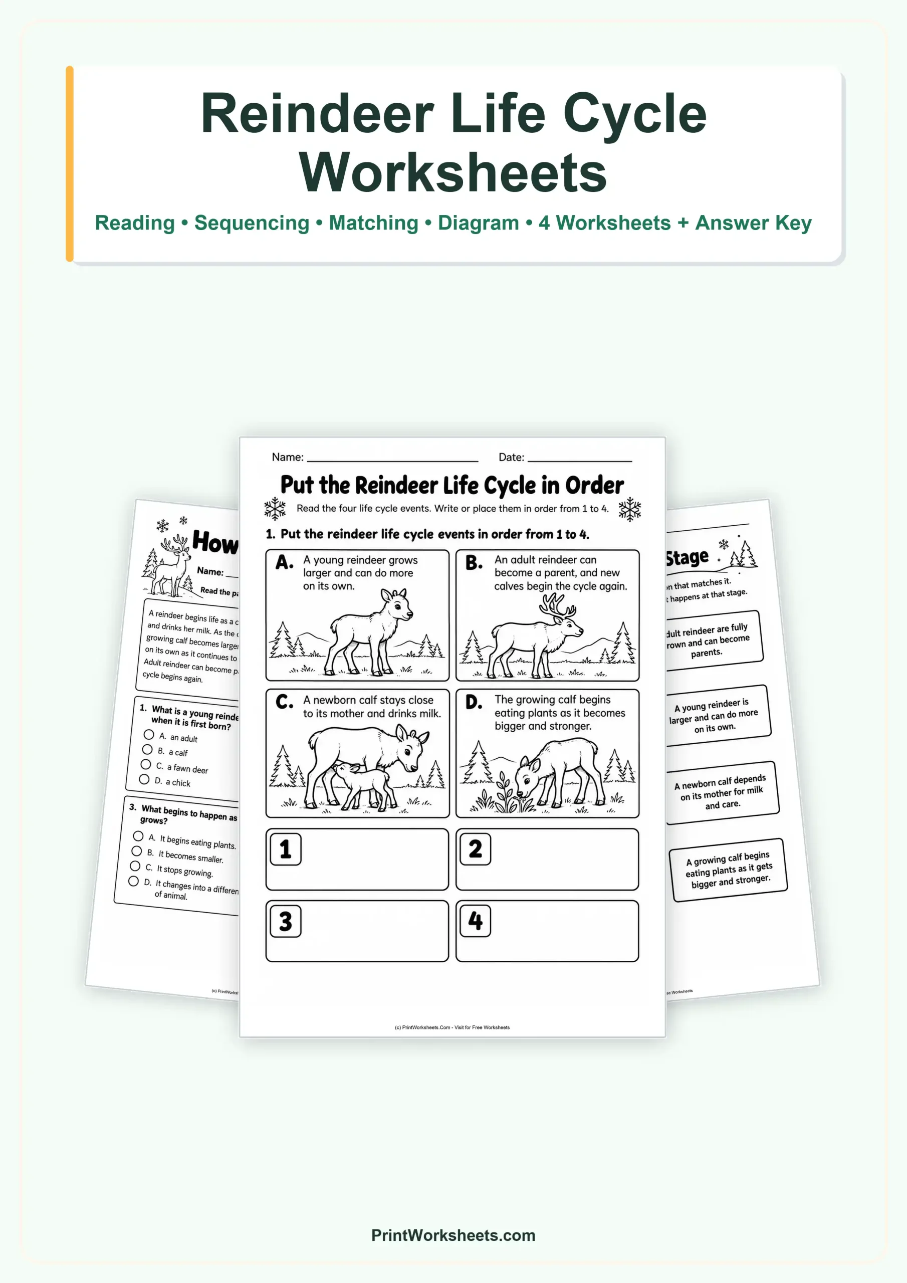 Reindeer Life Cycle Worksheets for Grades 2-3 – Free Printable PDF - Free Printable Worksheet