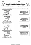 Match Each Reindeer Stage printable worksheet