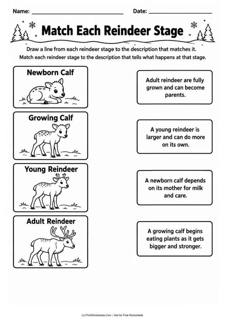 Match Each Reindeer Stage printable worksheet