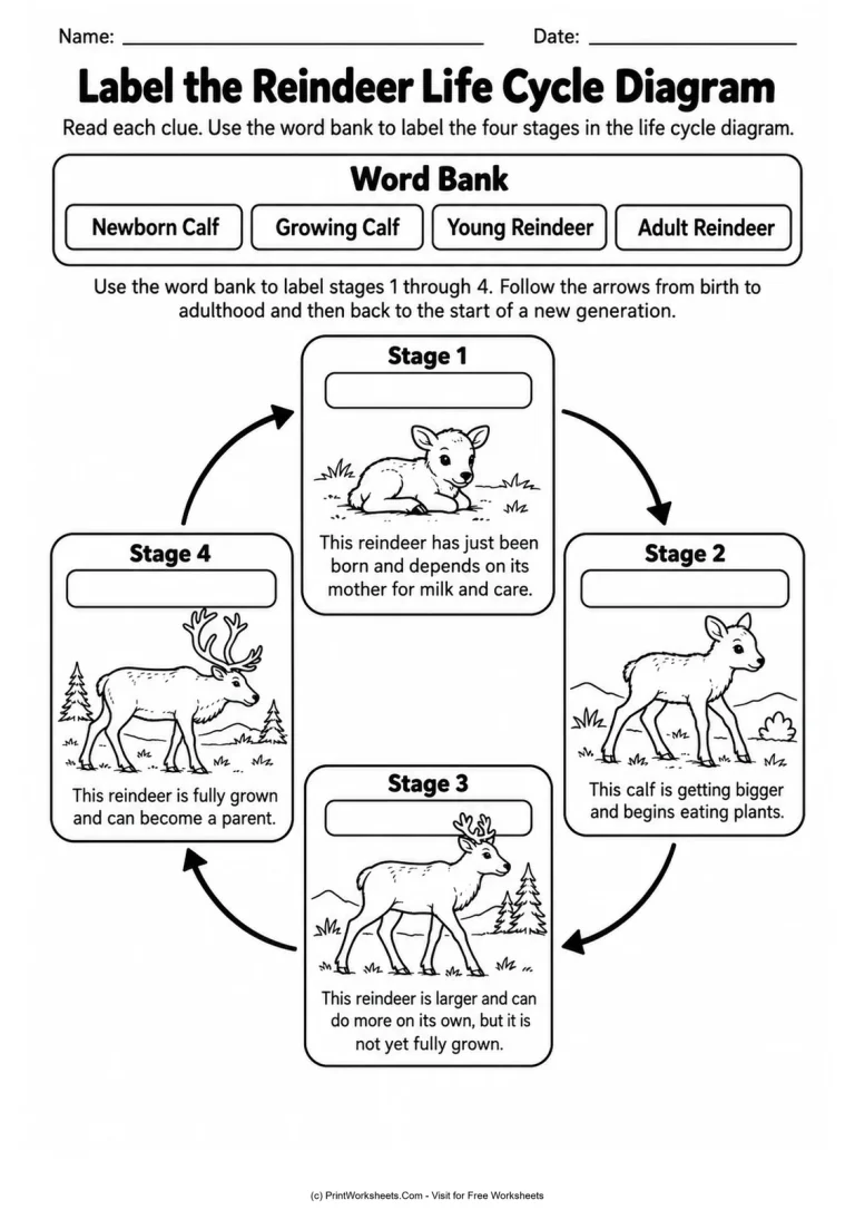 Label the Reindeer Life Cycle Diagram printable worksheet