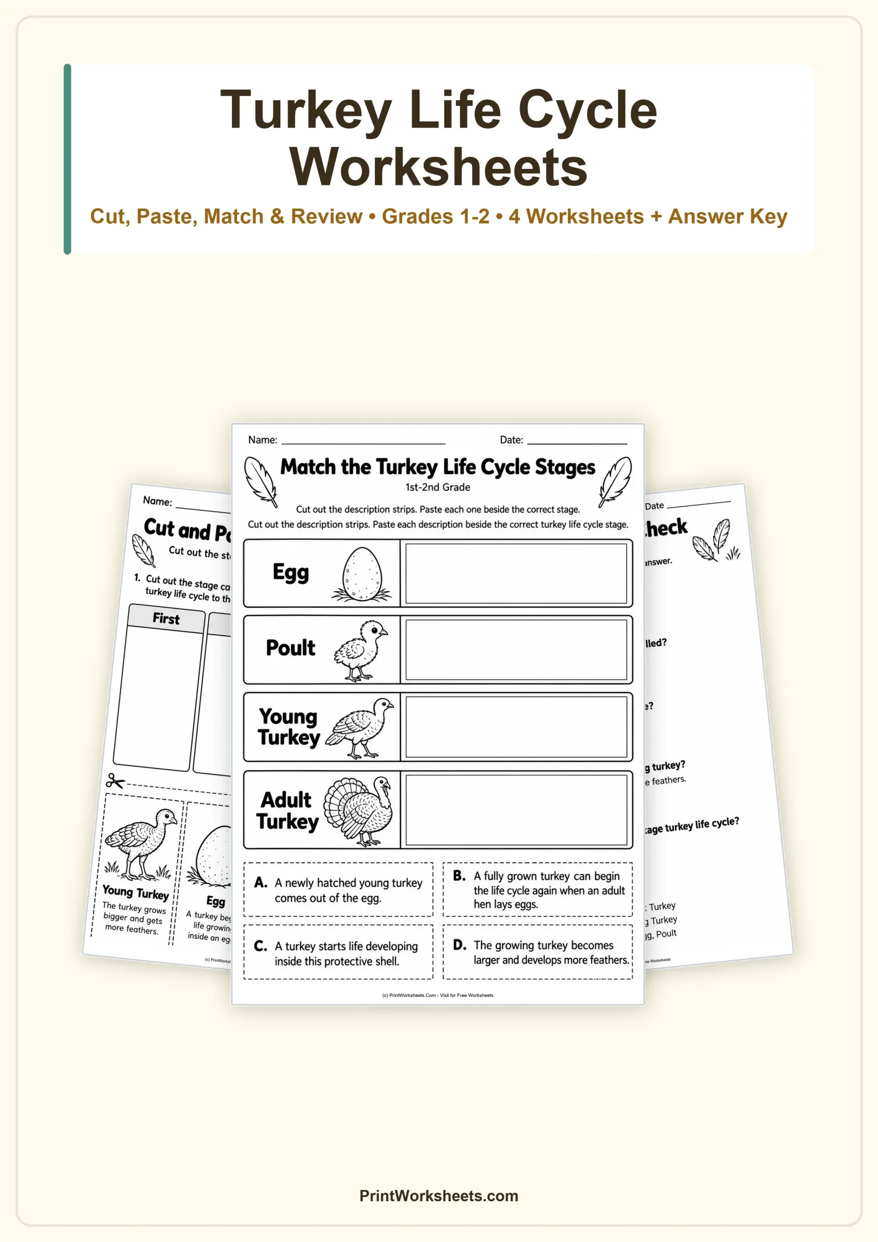 Life Science Worksheet - Turkey Life Cycle Cut and Paste Worksheets – Free Printable PDF | Free Printable