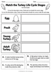 Match the Turkey Life Cycle Stages printable worksheet