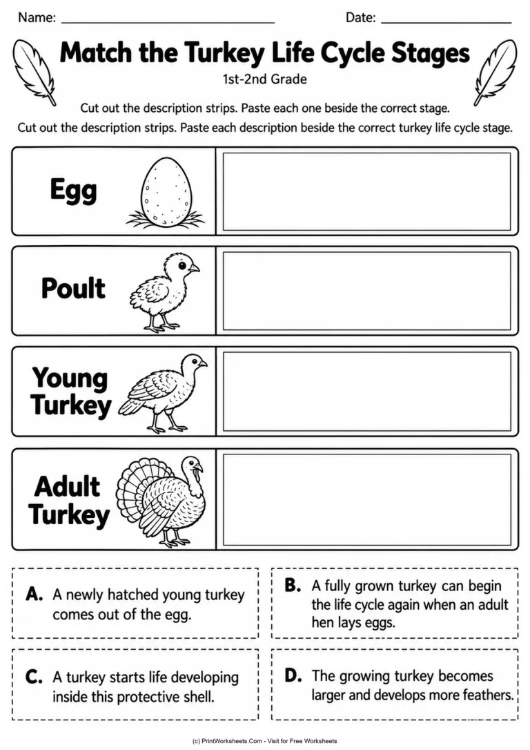 Match the Turkey Life Cycle Stages Match the Turkey Life Cycle Stages printable worksheet