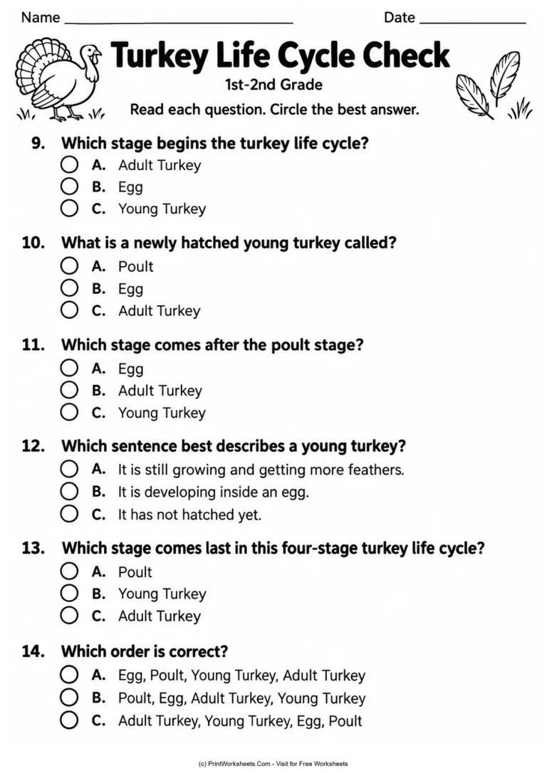 Turkey Life Cycle Check Turkey Life Cycle Check printable worksheet